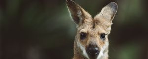 Preview wallpaper kangaroo, animal, glance