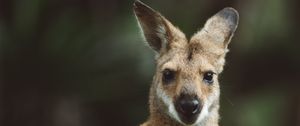 Preview wallpaper kangaroo, animal, glance