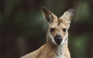 Preview wallpaper kangaroo, animal, glance