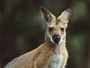 Preview wallpaper kangaroo, animal, glance