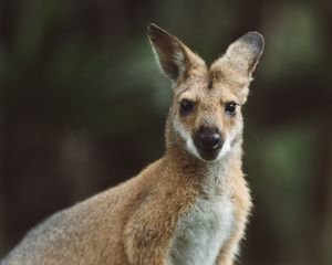 Preview wallpaper kangaroo, animal, glance