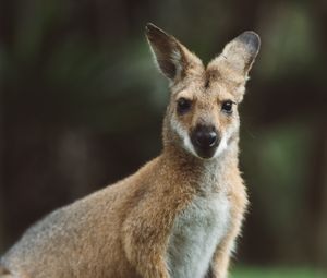 Preview wallpaper kangaroo, animal, glance