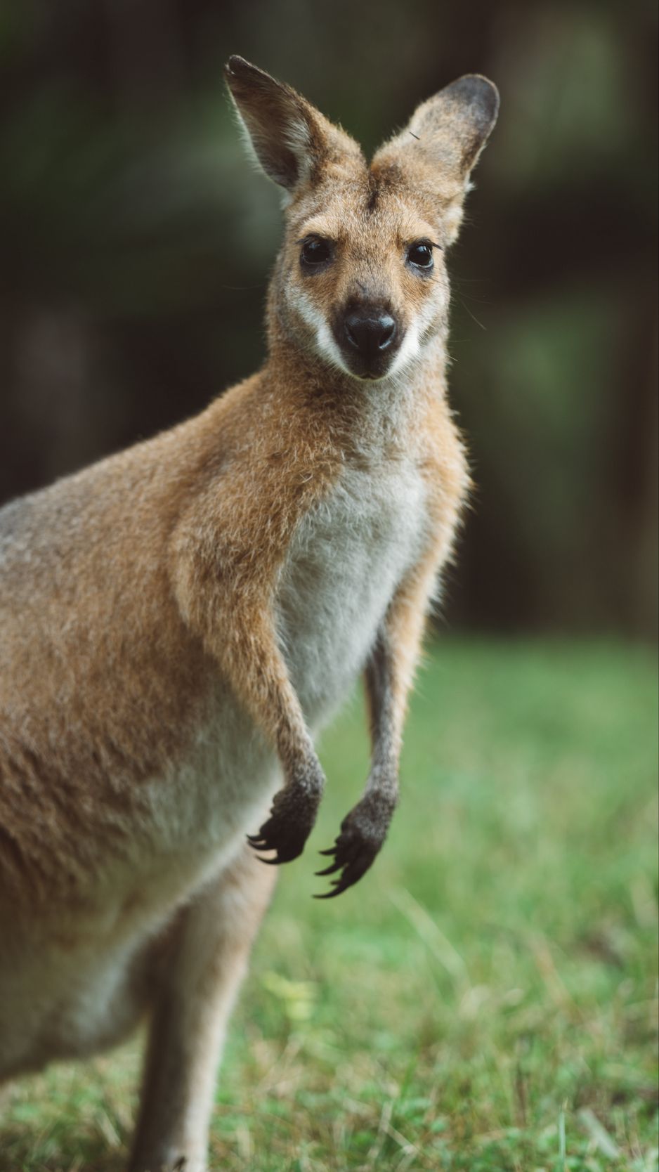 Kangaroo Is Standing In Yellow Green Blur Background 4K HD Kangaroo  Wallpapers | HD Wallpapers | ID #83970