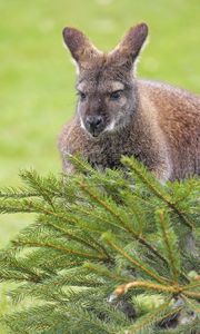 Preview wallpaper kangaroo, animal, glance, spruce, branches