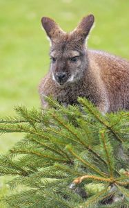 Preview wallpaper kangaroo, animal, glance, spruce, branches