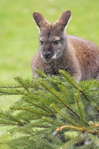 Preview wallpaper kangaroo, animal, glance, spruce, branches