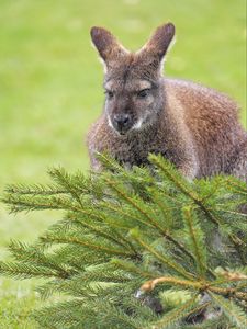 Preview wallpaper kangaroo, animal, glance, spruce, branches