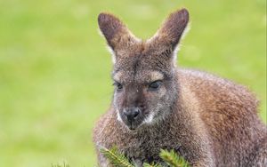 Preview wallpaper kangaroo, animal, glance, spruce, branches