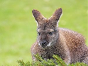 Preview wallpaper kangaroo, animal, glance, spruce, branches