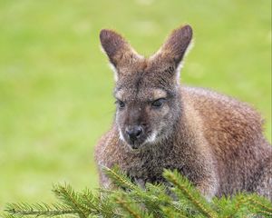 Preview wallpaper kangaroo, animal, glance, spruce, branches