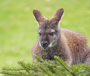 Preview wallpaper kangaroo, animal, glance, spruce, branches