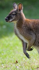 Preview wallpaper kangaroo, animal, profile, grass