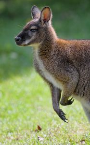 Preview wallpaper kangaroo, animal, profile, grass