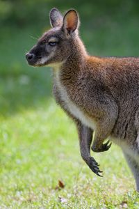 Preview wallpaper kangaroo, animal, profile, grass