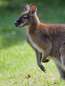 Preview wallpaper kangaroo, animal, profile, grass