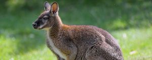 Preview wallpaper kangaroo, animal, profile, grass