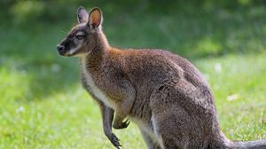 Preview wallpaper kangaroo, animal, profile, grass