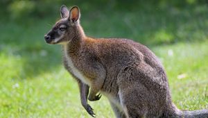 Preview wallpaper kangaroo, animal, profile, grass