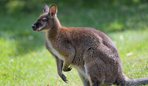 Preview wallpaper kangaroo, animal, profile, grass