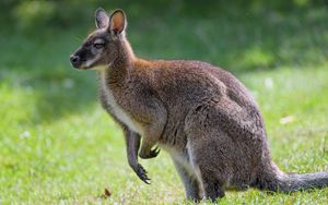 Preview wallpaper kangaroo, animal, profile, grass