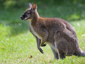 Preview wallpaper kangaroo, animal, profile, grass