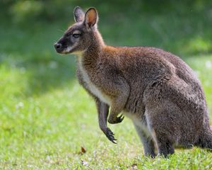 Preview wallpaper kangaroo, animal, profile, grass