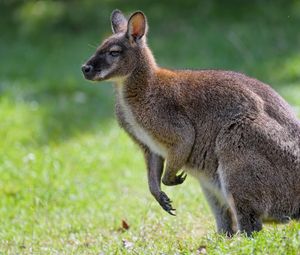 Preview wallpaper kangaroo, animal, profile, grass