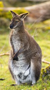 Preview wallpaper kangaroo, animal, wildlife, grass