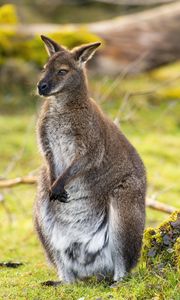 Preview wallpaper kangaroo, animal, wildlife, grass