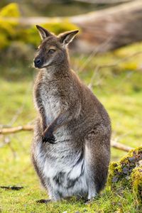 Preview wallpaper kangaroo, animal, wildlife, grass