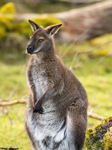 Preview wallpaper kangaroo, animal, wildlife, grass