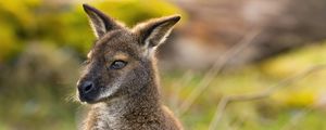 Preview wallpaper kangaroo, animal, wildlife, grass