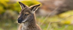 Preview wallpaper kangaroo, animal, wildlife, grass