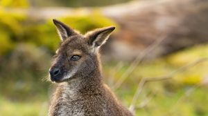 Preview wallpaper kangaroo, animal, wildlife, grass