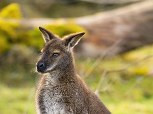 Preview wallpaper kangaroo, animal, wildlife, grass