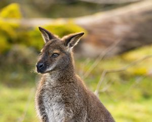 Preview wallpaper kangaroo, animal, wildlife, grass