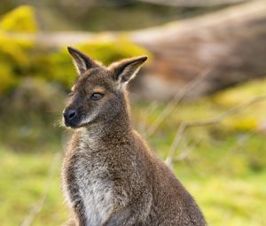 Preview wallpaper kangaroo, animal, wildlife, grass