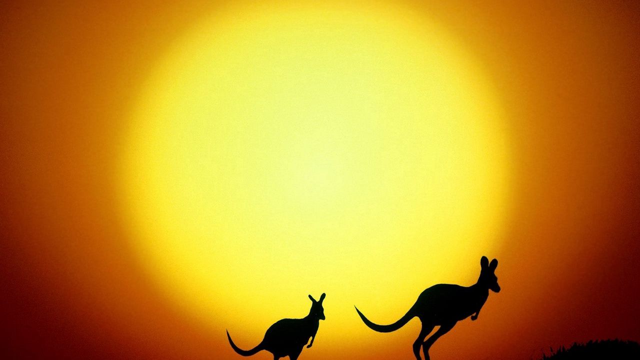 Wallpaper kangaroo, australia, decline, evening, silhouettes