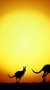 Preview wallpaper kangaroo, australia, decline, evening, silhouettes