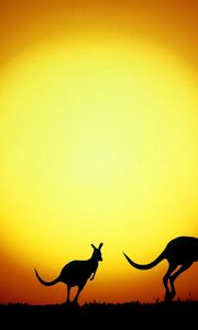 Preview wallpaper kangaroo, australia, decline, evening, silhouettes