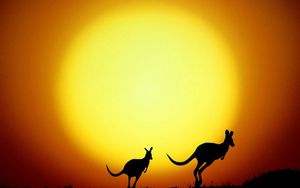 Preview wallpaper kangaroo, australia, decline, evening, silhouettes