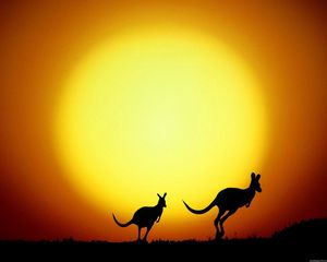 Preview wallpaper kangaroo, australia, decline, evening, silhouettes