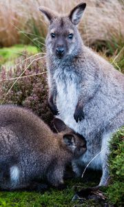 Preview wallpaper kangaroo, baby, grass, care, animals