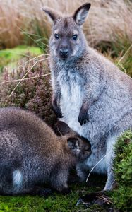 Preview wallpaper kangaroo, baby, grass, care, animals