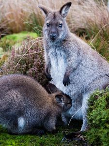 Preview wallpaper kangaroo, baby, grass, care, animals