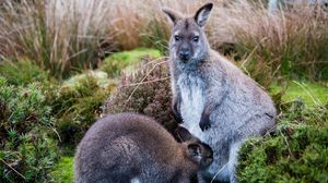 Preview wallpaper kangaroo, baby, grass, care, animals