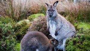 Preview wallpaper kangaroo, baby, grass, care, animals