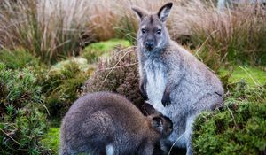 Preview wallpaper kangaroo, baby, grass, care, animals