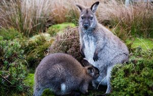 Preview wallpaper kangaroo, baby, grass, care, animals