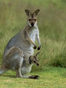 Preview wallpaper kangaroo, calf, field, grass